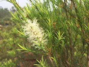 Mỹ phẩm chiết xuất Tràm trà (Melaleuca alternifolia) - Bí quyết làm đẹp từ thiên nhiên