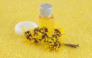 Mỹ phẩm Chiết xuất Cây Phỉ (Witch Hazel Extract) - Bí quyết làm đẹp từ thiên nhiên