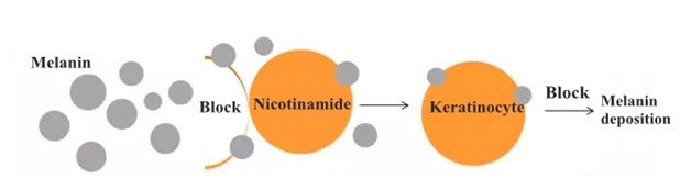 Niacinamide - Tác dụng đem lại cho làn da