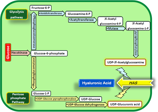 Tổng hợp Hyaluronic acid từ NovHyal